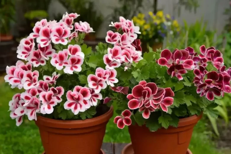 Bahçe Çiçekleri, Sardunya