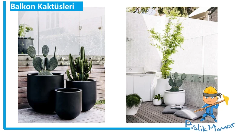 balkon süsleri, kaktüs